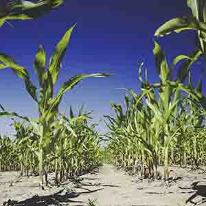 Midwest Drought: Corn And Soybeans Suffer As Forecasters Expect No ...